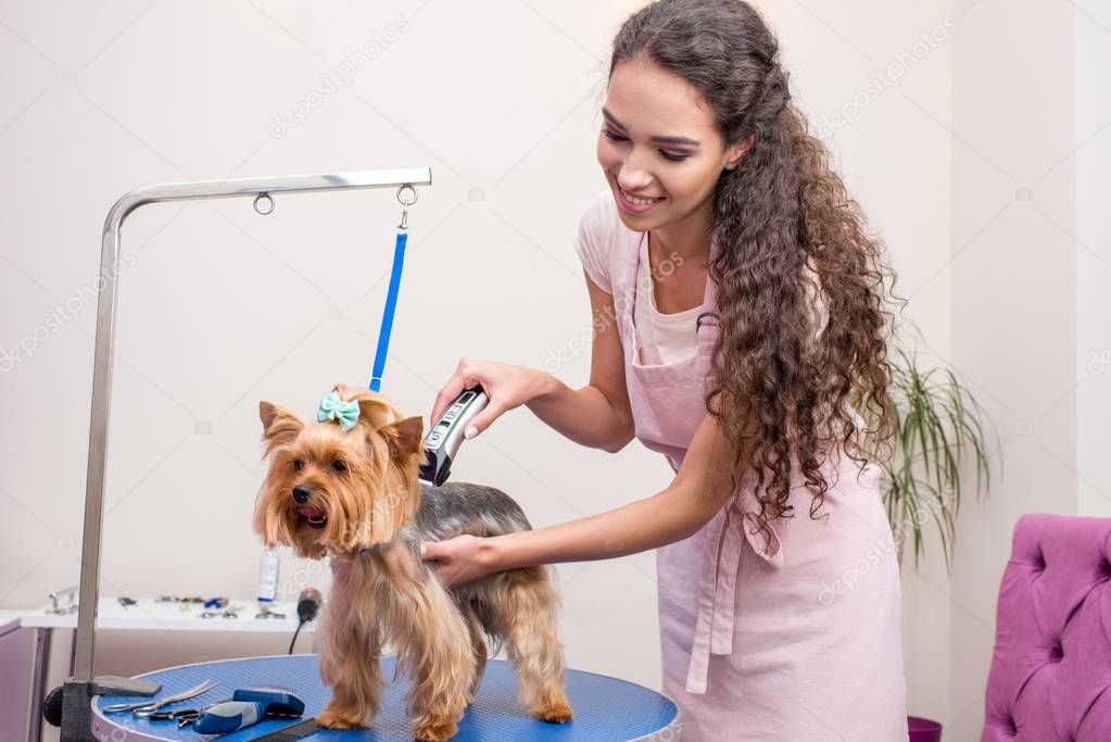 groomer trimming dog