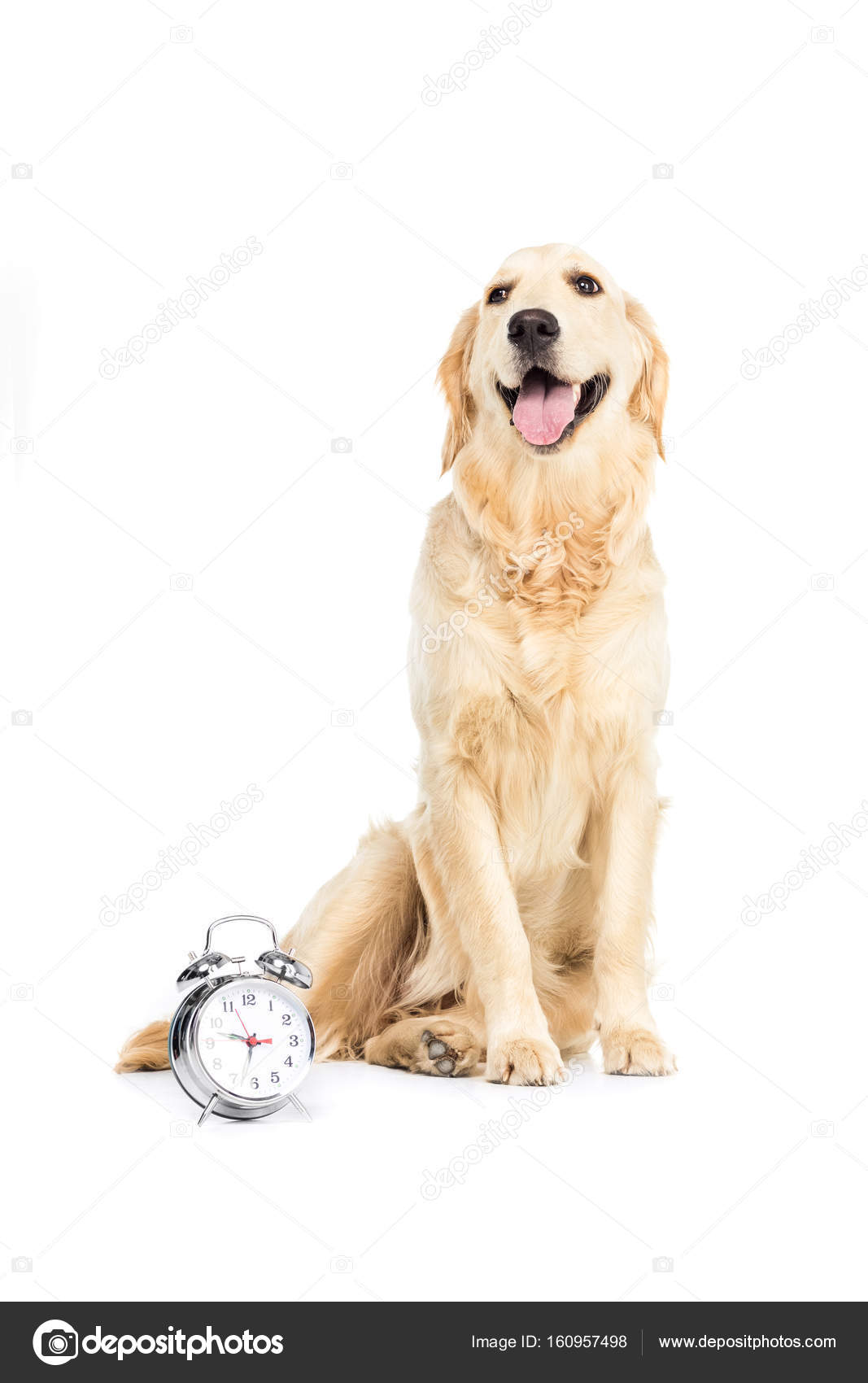 Dog with alarm clock Stock Photo by ©AllaSerebrina 160957498