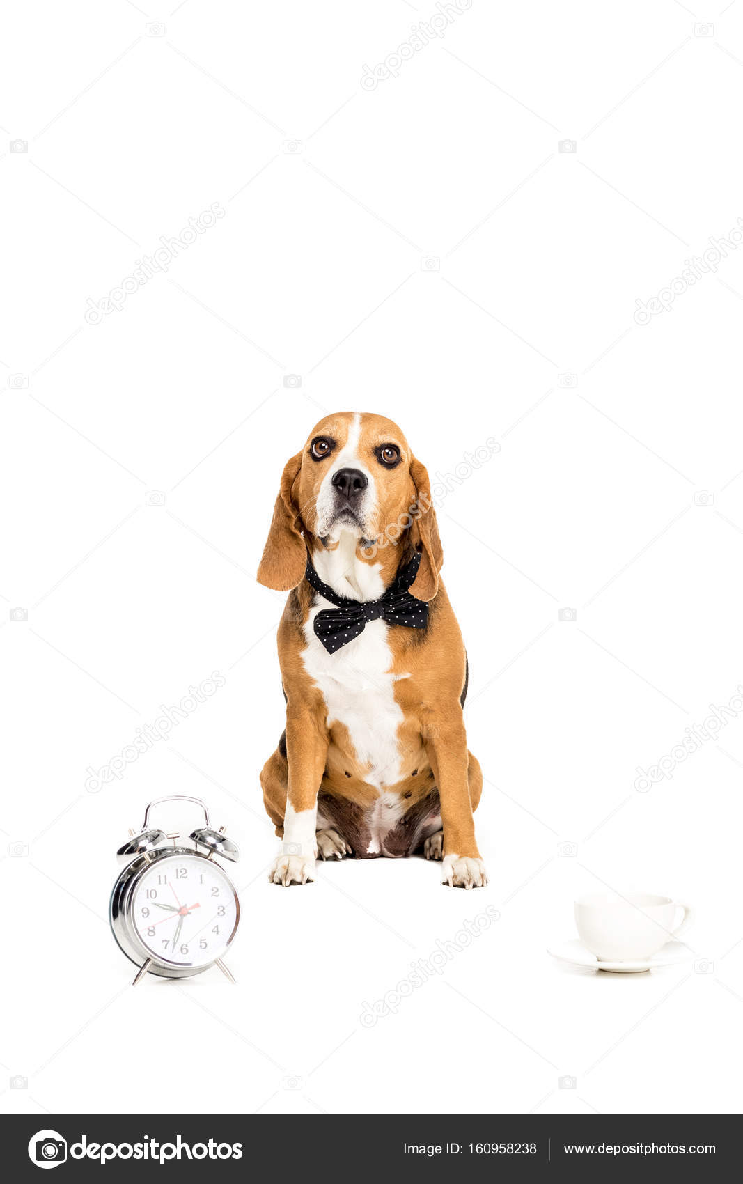 tie cup dog