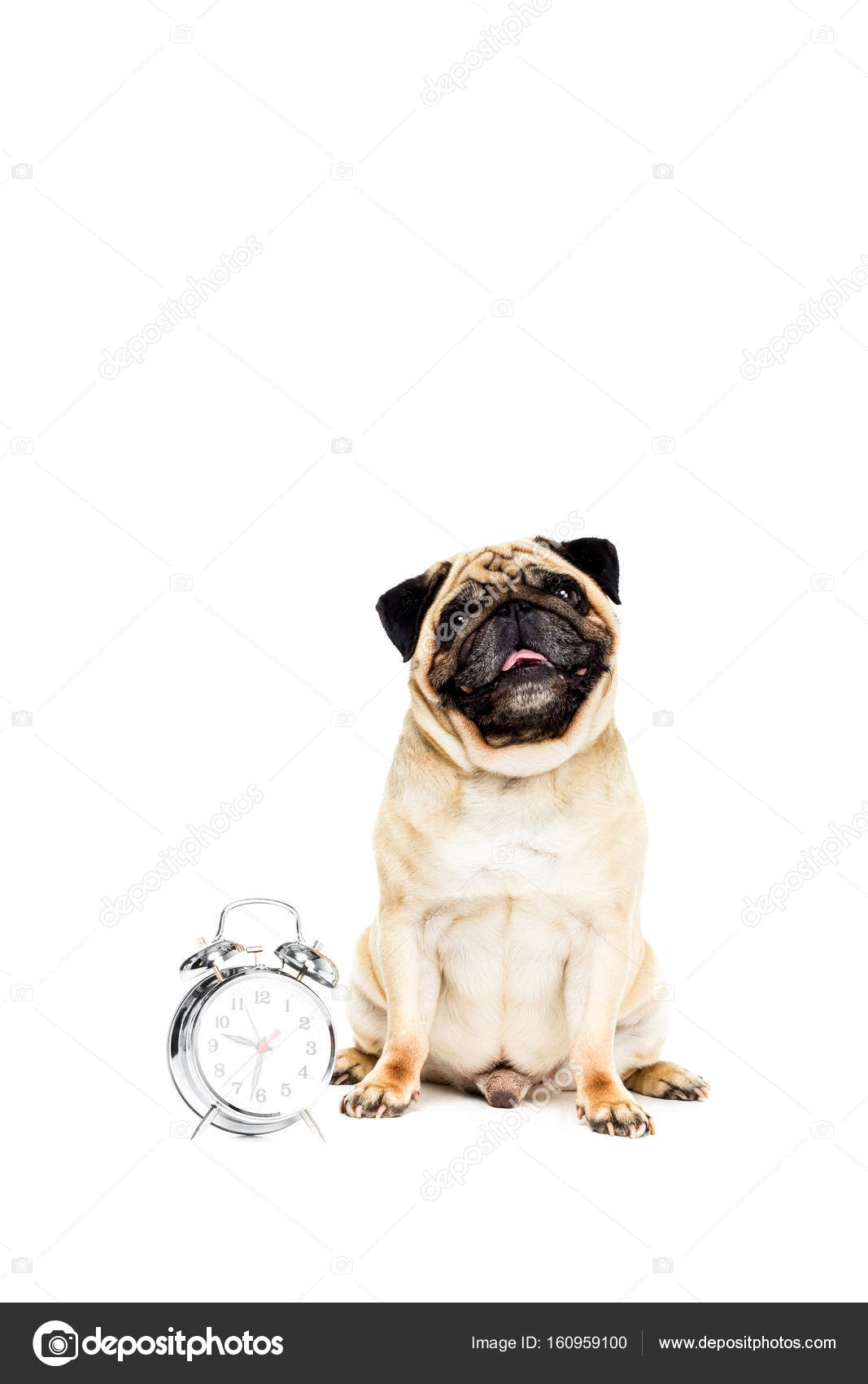 Pug dog with alarm clock — Stock Photo © AllaSerebrina 160959100