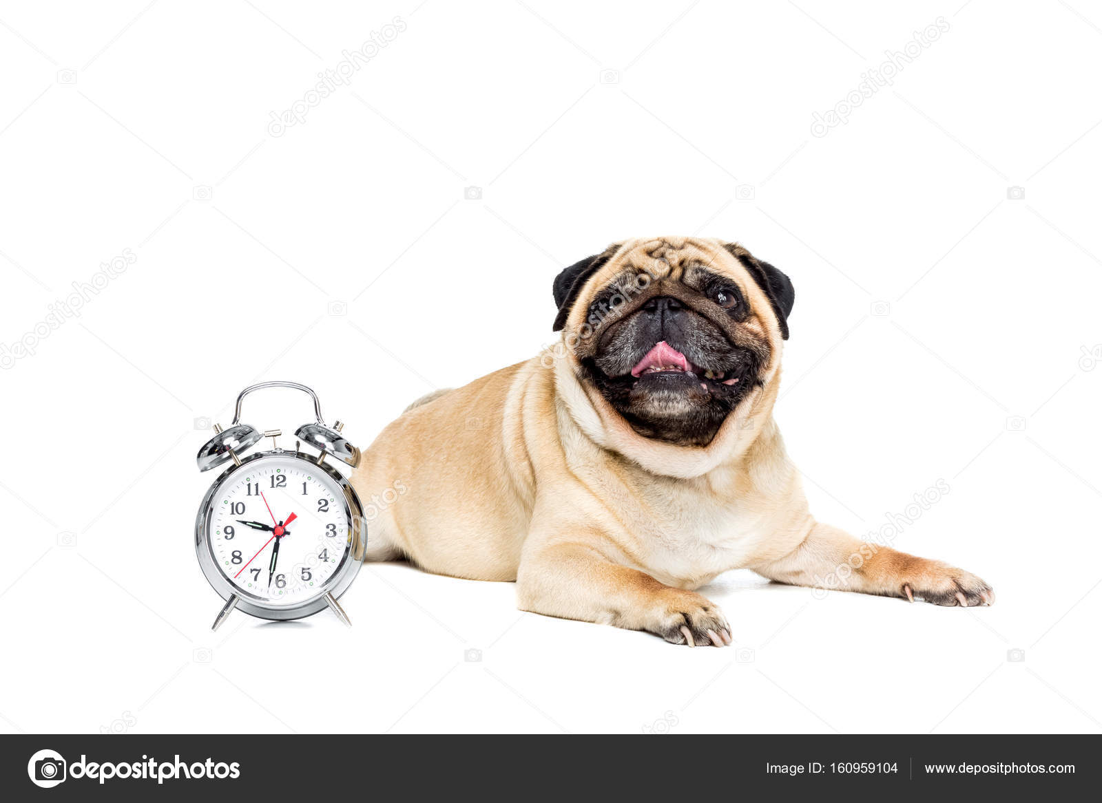 Pug dog with alarm clock Stock Photo by ©AllaSerebrina 160959104