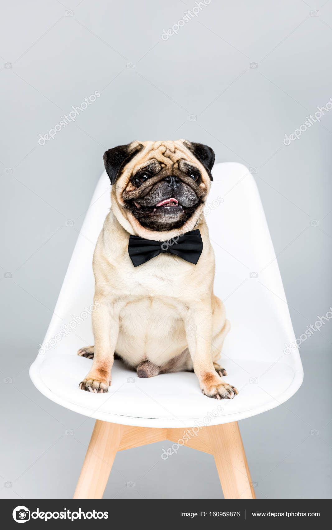 Pug dog in bow tie Stock Photo by ©AllaSerebrina 160959876