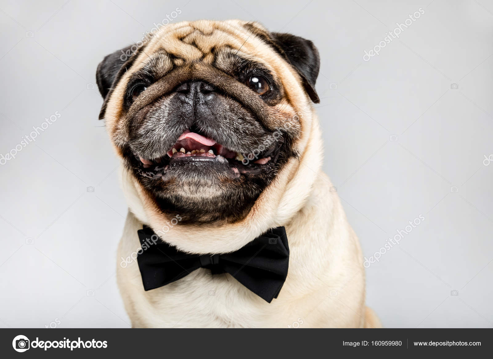 Pug dog in bow tie — Stock Photo © AllaSerebrina 160959980
