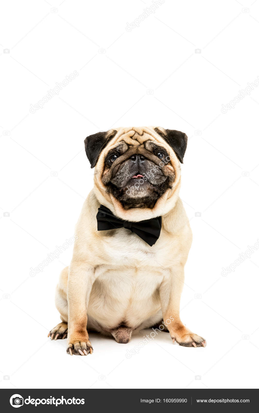 bow tie for pug