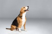roztomilý beagle pes