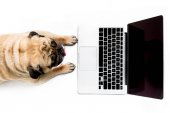 Pug kutya laptoppal