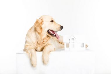 dog with house model  clipart