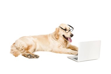 gözlük dizüstü bilgisayar ile köpek