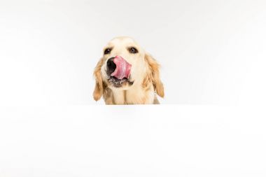 boş boş köpekle