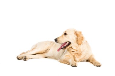 Golden retriever köpeği 