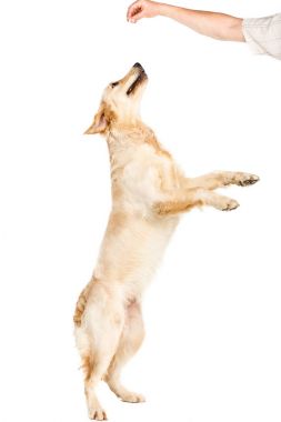 Köpek zıplıyor