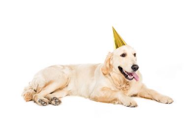 köpek parti şapkalı  