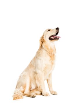 Golden retriever köpeği  