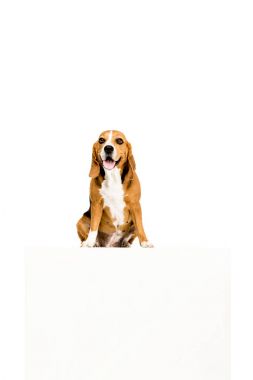 boş boş köpekle 