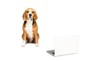 Beagle köpek ile laptop