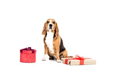 mevcut kutuları ile köpek