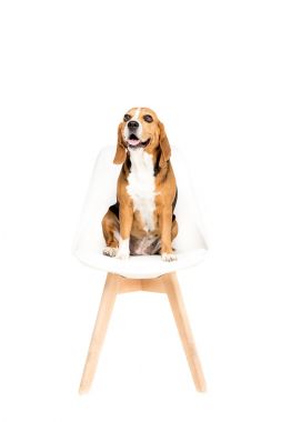 sandalyede oturan köpek