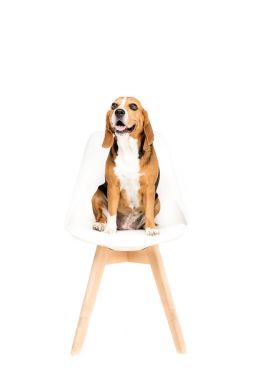 dog sitting on chair clipart