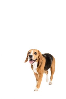şirin beagle köpek