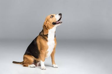 cute beagle dog clipart
