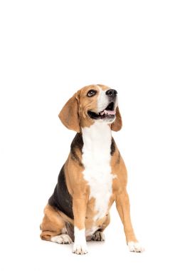 funny beagle dog clipart