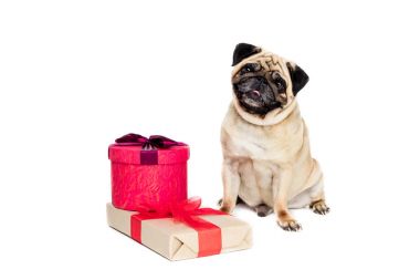hediyeler ile pug köpek