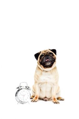 pug dog with alarm clock clipart