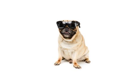 stylish dog in sunglasses clipart