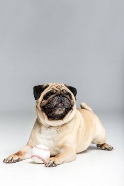 topla oynamayı pug köpek