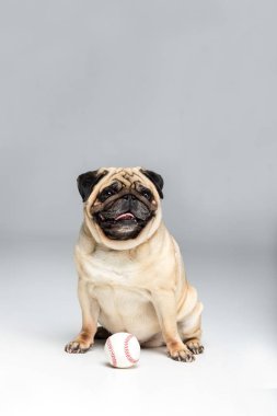 topla oynamayı pug köpek