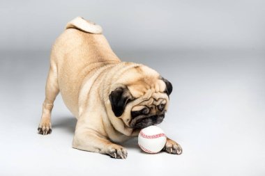 topla oynamayı pug köpek