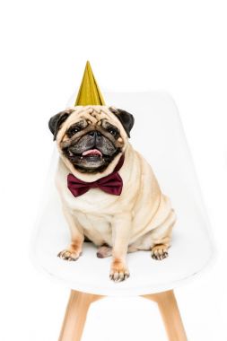 köpek parti şapkalı