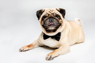 papyon Pug köpek