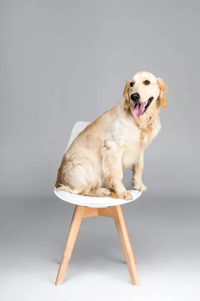 Chien assis sur une chaise — Photo