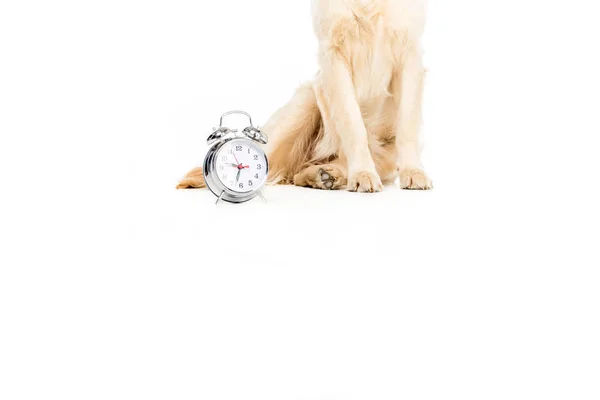 Perro con despertador —  Fotos de Stock