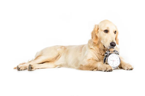 Dog with alarm clock — Stock Photo, Image