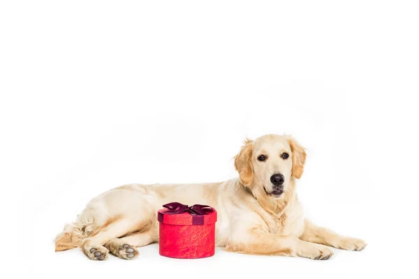 Dog with red present — Stock Photo, Image