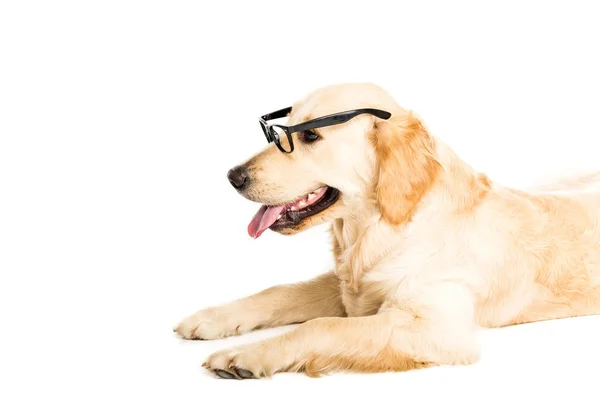 Funny dog in eyeglasses — Stock Photo, Image