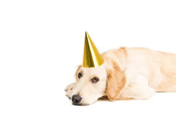 Cão triste em chapéu de festa — Fotografia de Stock