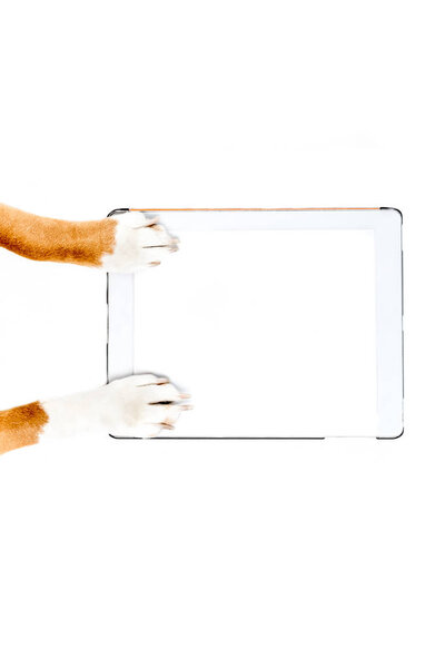 dog using digital tablet