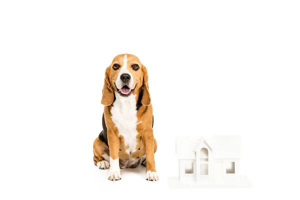 Dog with house model — Stock Photo, Image