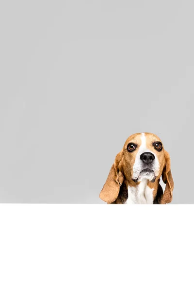 Dog with empty blank — Stock Photo, Image