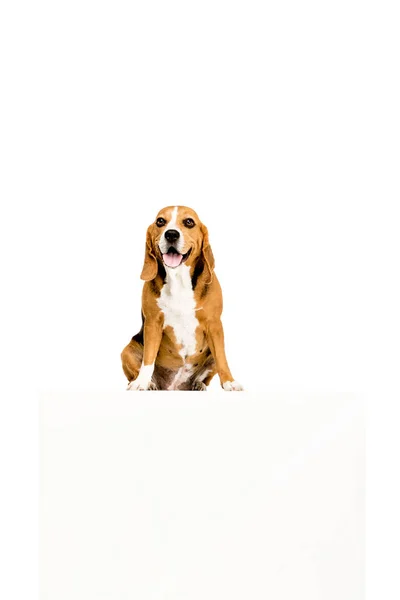 Dog with empty blank — Stock Photo, Image