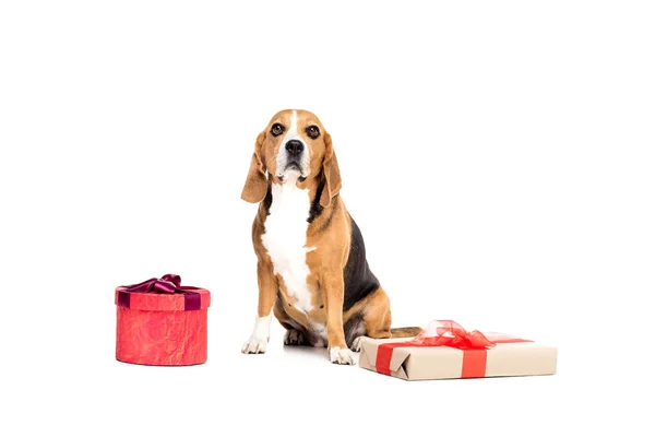 Dog with present boxes — Stock Photo, Image