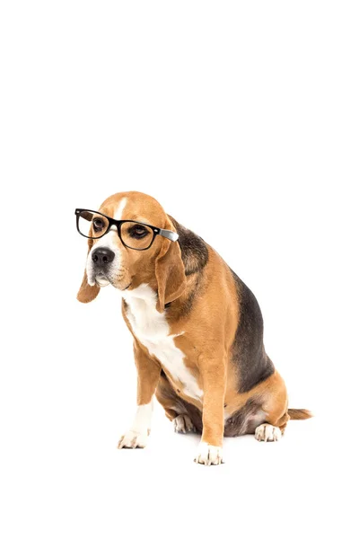 Beagle dog in eyeglasses — Free Stock Photo