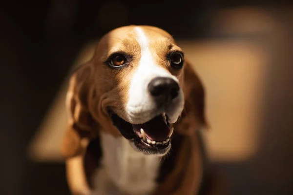 Furry rasy Beagle — Zdjęcie stockowe