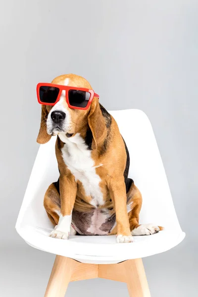 Beagle hund i solbriller - Stock-foto