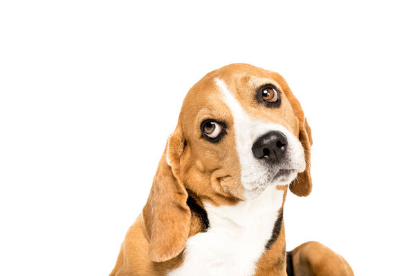 funny beagle dog