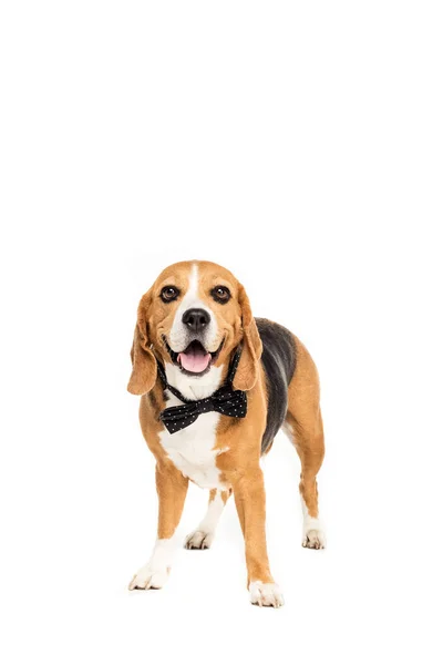 Cão em gravata arco — Fotografia de Stock