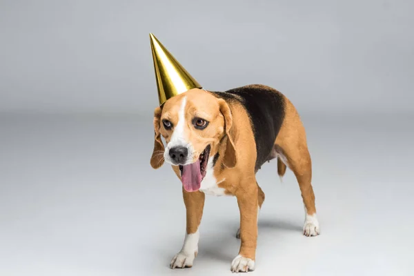 Cão em chapéu de festa — Fotografia de Stock